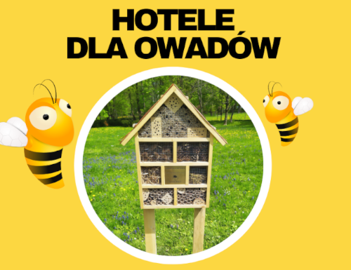 Obraz główny aktualności o tytule Jaworze stawia hotele dla owadów 