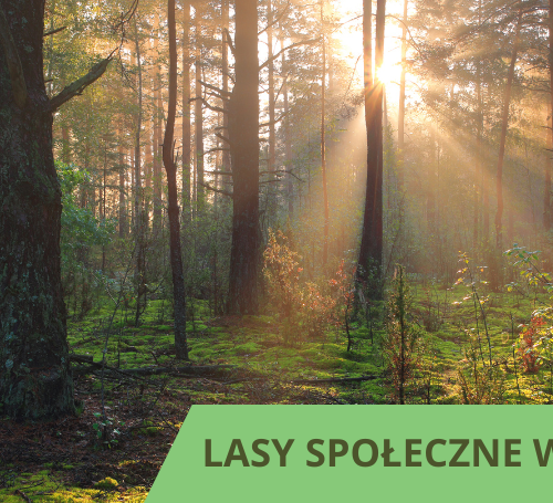 Obraz główny aktualności o tytule Stanowisko Gminy Jaworze w sprawie lasów społecznych w Jaworzu 