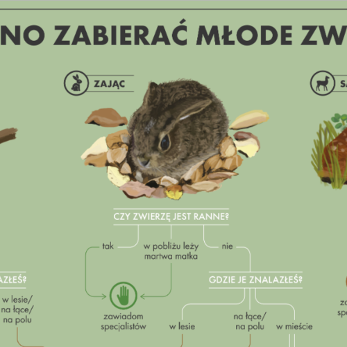 Obraz główny aktualności o tytule Zabieranie dzikich zwierząt do domu to stres i zagrożenie dla ich zdrowia 