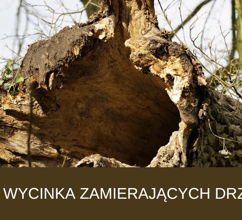 Obraz główny aktualności o tytule Usuwanie zamierających drzew z terenu naszej gminy 