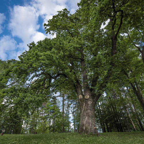 Obraz główny aktualności o tytule Prace pielęgnacyjno - konserwacyjne drzewostanu na terenie Parku Zdrojowego 