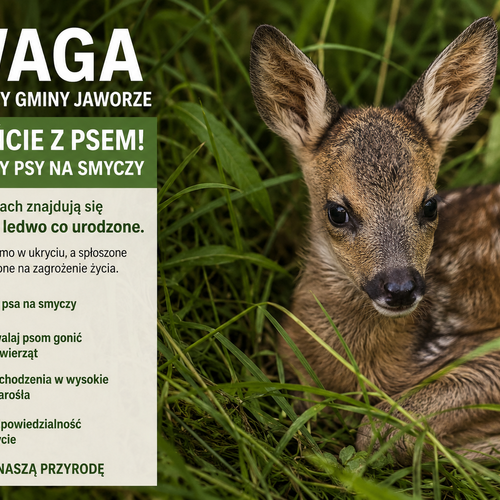 Obraz główny aktualności o tytule Uwaga mieszkańcy Gminy Jaworze – chrońmy młode sarny! 